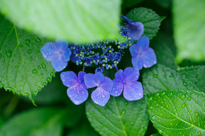 紫陽花はやっぱり雨の中が一番美しい – 酔人日月抄