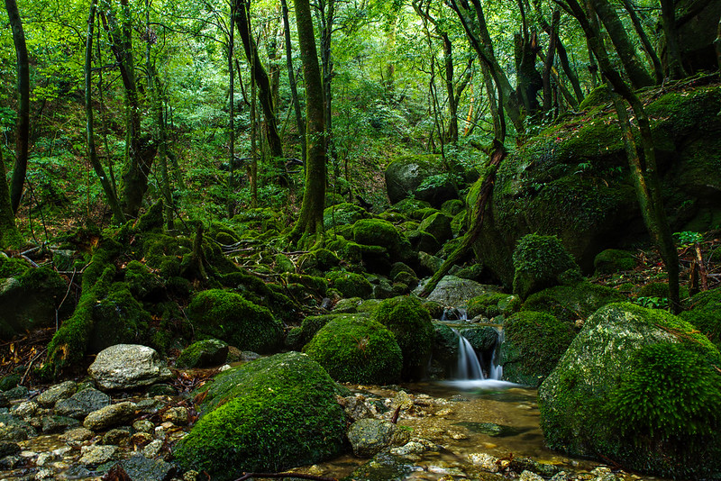 離島ホッピング8フライト"途中下車"の旅：徳島城跡 〜 屋久島 白谷雲水峡 〜 那覇 牧志公設市場